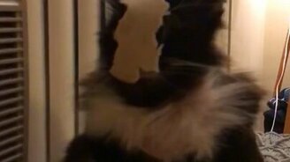 Как сконфузить кота - смотреть видео (0:29)