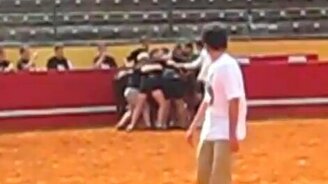 Регбисты против быка - смотреть видео (1:40)