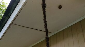 Мост из муравьёв - смотреть видео (1:07)