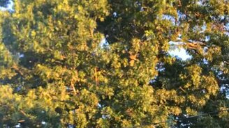 Синхронный взлёт стаи птиц - смотреть видео (0:31)