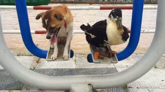 Утка и собака на качелях - смотреть видео (0:28)