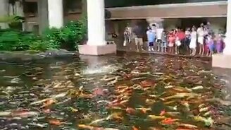 Время кормёжки - смотреть видео (0:15)