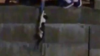 Как спасти кошку из реки - смотреть видео (0:15)