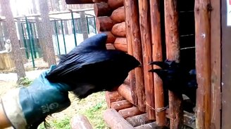 Ворон представляется - смотреть видео (0:37)