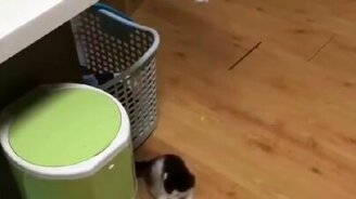 Самостоятельные кошки - смотреть видео (0:15)