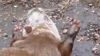 Выдра играет с камушками - смотреть видео (0:37)