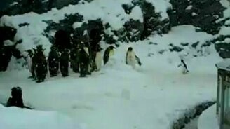 Пингвин веселится - смотреть видео (0:43)