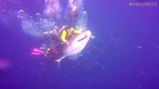 Дайверы оседлали акулу - смотреть видео (0:22)