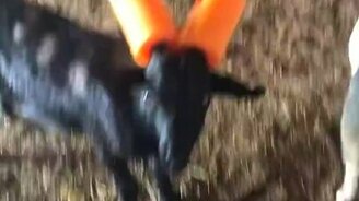 Когда коза бодается - смотреть видео (0:47)