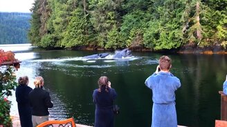 Киты приплыли в гости - смотреть видео (0:32)