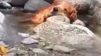 Пёс уснул в ручье - смотреть видео (1:00)