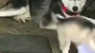 Щенок потерял равновесие - смотреть видео (0:05)