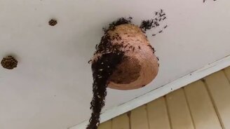 Муравьи против ос - смотреть видео (1:02)