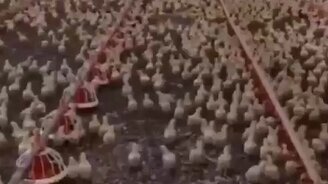 Смирно, цыплята! - смотреть видео (0:12)