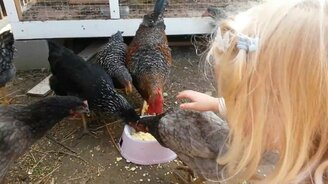 Ручные курочки - смотреть видео (0:24)