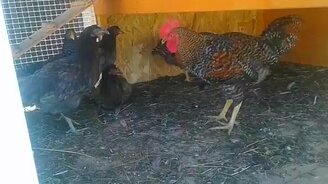 Петух сорвал голос? - смотреть видео (0:47)