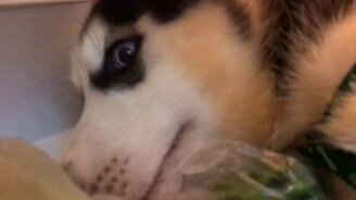 Щенок пытается залезть в холодильник - смотреть видео (0:32)