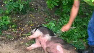 Почешите мне бока! - смотреть видео (1:05)