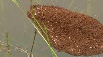 На что способны муравьи - смотреть видео (10:07)