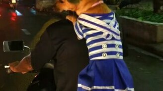 Поездка на мотоцикле с хозяином - смотреть видео (0:23)