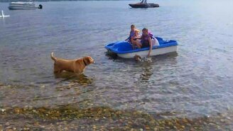 Собачонка тянет лодку из воды - смотреть видео (0:34)