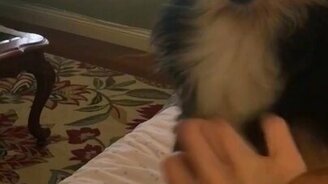 Чеши беспрерывно! - смотреть видео (0:18)