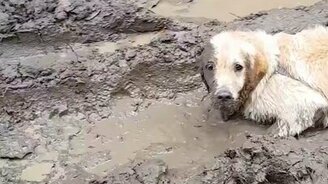 Грязевая ванна для пса - смотреть видео (0:54)