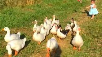 Малышка пасёт гусей - смотреть видео (0:53)