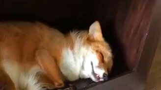 Лиса мило спит - смотреть видео (0:23)