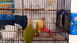 Дружный побег - смотреть видео (0:33)