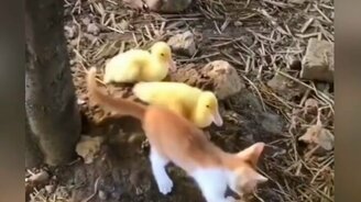 Утята атакуют котёнка - смотреть видео (0:15)