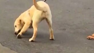 Когда увидел воду - смотреть видео (0:08)