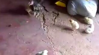 Очень задиристый цыплёнок - смотреть видео (1:06)