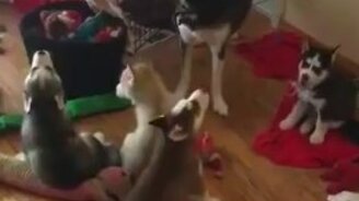 Когда хаски учит щенят выть - смотреть видео (1:38)