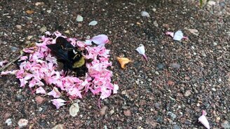 Муравьи хоронят шмеля? - смотреть видео (1:17)