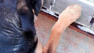 Пёс покупает еду - смотреть видео (0:38)