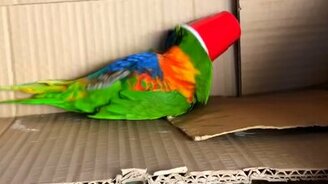 Попугай забавляется со стаканчиком - смотреть видео (1:17)