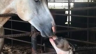 Питбуль и лошадь общаются - смотреть видео (0:33)