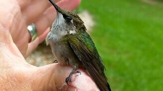 Колибри здоровается - смотреть видео (0:30)