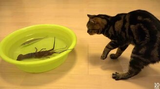 Животные весёлые и любознательные - смотреть видео (13:15)