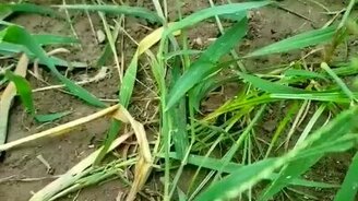 Воссоединение мышат с мамкой - смотреть видео (1:43)