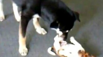 Два брата, два друга - смотреть видео (1:36)