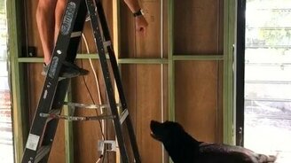 Четвероногий помощник строителя - смотреть видео (0:44)