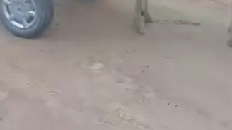 Осёл с ручником - смотреть видео (0:23)