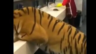 Неожиданный посетитель туалета - смотреть видео (0:18)