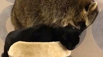 Енот пристаёт к котику - смотреть видео (1:22)