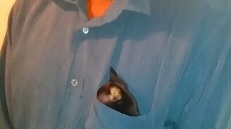 Настоящий карманный пёсик - смотреть видео (0:31)