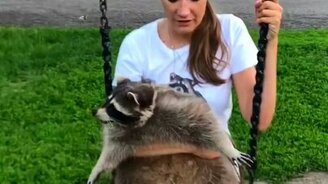 Енот на качелях - смотреть видео (0:41)