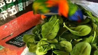 Радужный попугай прячется - смотреть видео (1:14)