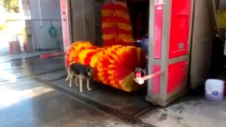 Собака помылась на автомойке - смотреть видео (0:17)